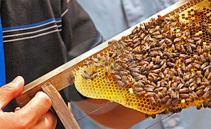 चितवनमा अन्तरराष्ट्रिय मौरी सम्मेलन हुने