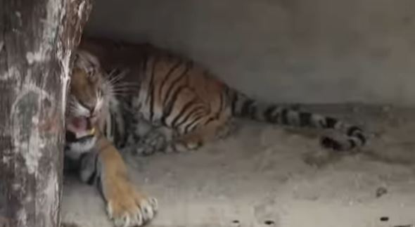 tiger-1711616080.JPG